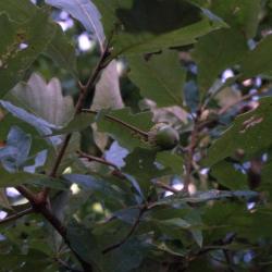 Quercus bicolor (swamp white oak), acorn and leaves