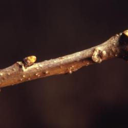 Quercus bicolor (swamp white oak), bud detail
