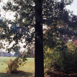Quercus (oak), habit, early fall