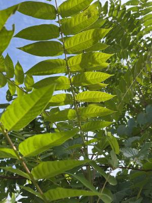 Tree of Heaven (Ailanthus altissima), Host Plant of the Spotted Lanternfly, Leaves and Branches
