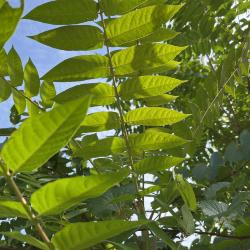 Tree of Heaven (Ailanthus altissima), Host Plant of the Spotted Lanternfly, Leaves and Branches