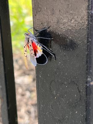 Spotted Lanternfly Perched on Gate
