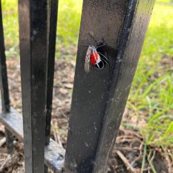 Spotted Lanternfly Perched on Gate