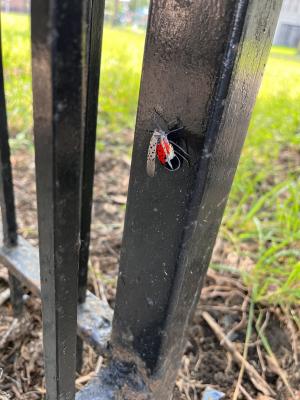 Spotted Lanternfly Perched on Gate