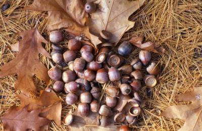 Quercus (oak), fallen acorns detail