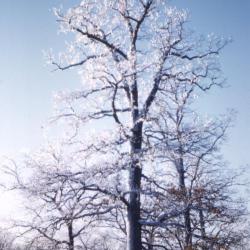 Quercus alba (white oak), habit, winter