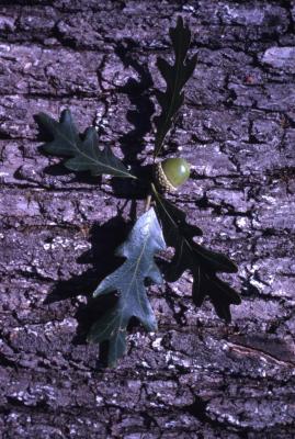 Quercus alba (white oak), acorn, leaves and bark detail
