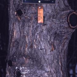 Quercus bicolor (swamp white oak), bark detail with scars and plant labels