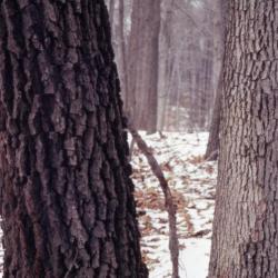 Quercus (oak), section of mature trunks