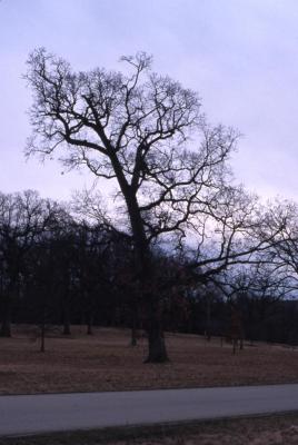 Quercus alba (white oak), habit, early spring