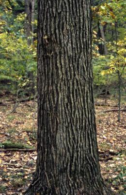 Quercus bicolor (swamp white oak), trunk detail
