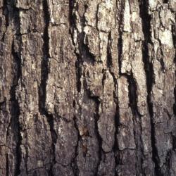 Quercus alba (white oak), bark detail