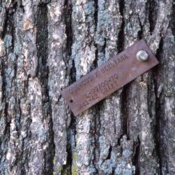 Quercus xbebbiana (Bebb's oak), bark detail