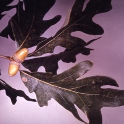 Quercus alba (white oak), acorns detail