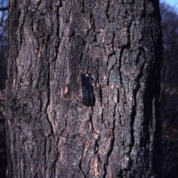 Quercus bicolor (swamp white oak), bark detail with plant label