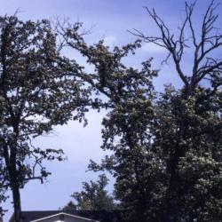 Quercus (oak), dying trees near residence