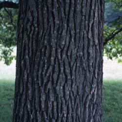 Quercus bicolor (swamp white oak), mature trunk