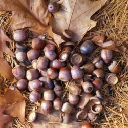 Quercus (oak), fallen acorns detail