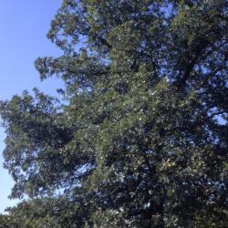 Quercus alba (white oak), habit, early fall
