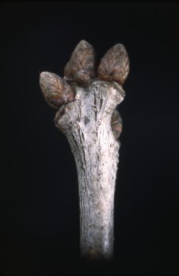 Quercus alba (white oak), bud detail