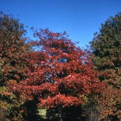 Quercus coccinea (scarlet oak), habit, fall
