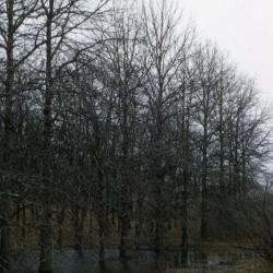 Quercus bicolor (swamp white oak), bare trees in flooded woodland