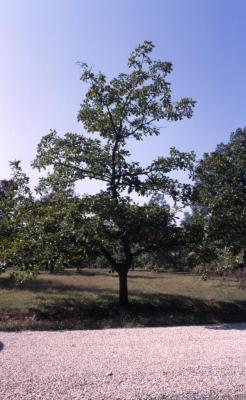 Quercus dentata (Daimyo oak), habit, early fall