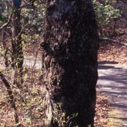 Quercus coccinea (scarlet oak), trunk base with chestnut blight
