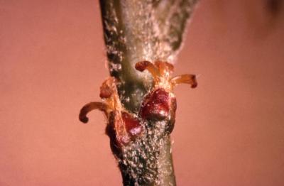 Quercus coccinea  (scarlet oak), female flowers detail