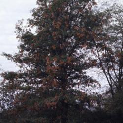 Quercus coccinea (scarlet oak), habit, fall