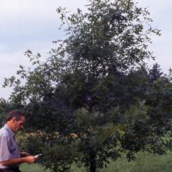 Quercus ellipsoidalis (Hill's oak), young tree and man