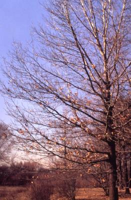 Quercus coccinea (scarlet oak), almost bare branches and trunk