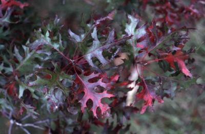 Quercus coccinea  (scarlet oak), fall leaves