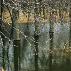 Quercus bicolor (swamp white oak), bare trees in flooded woodland
