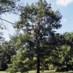 Quercus coccinea (scarlet oak), habit, late summer