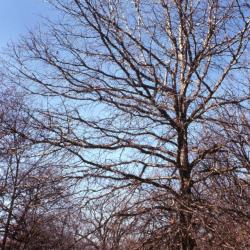 Quercus bicolor (swamp white oak), habit