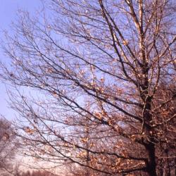 Quercus coccinea (scarlet oak), almost bare branches and trunk
