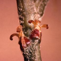 Quercus coccinea  (scarlet oak), female flowers detail