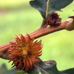 Quercus dentata (Daimyo oak), acorns on twig detail