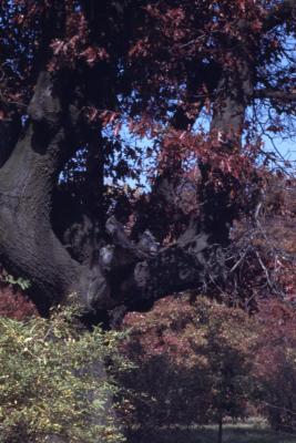 Quercus ellipsoidalis (Hill's oak), red leaves and branches