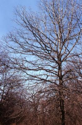Quercus bicolor (swamp white oak), habit