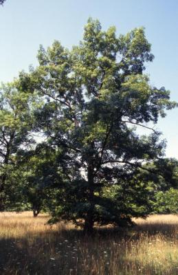 Quercus coccinea (scarlet oak), habit, summer