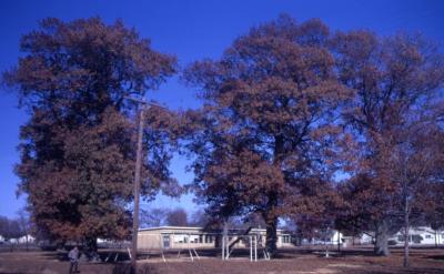 Quercus falcata (southern red oak), various species, habit