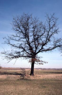 Quercus ellipsoidalis (Hill's oak), habit, early spring
