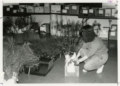 Arbor Day, woman packing plants at Plant Sale