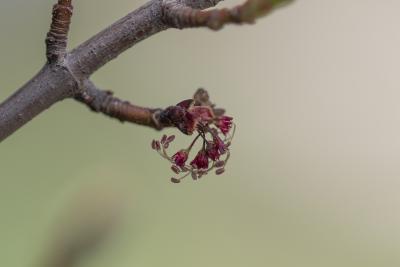 Acer rubrum L. (red maple), close-up of flowers