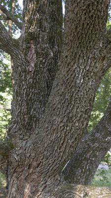 Acer campestre L. (hedge maple), bark