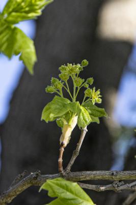 Acer miyabei ‘Morton’ (STATE STREET® maple), flower and bud