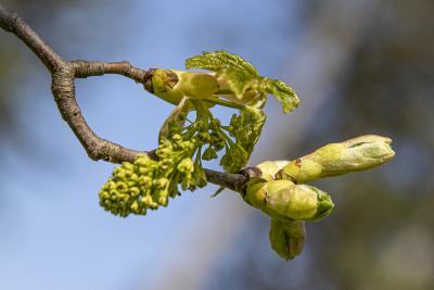 Acer pseudoplatanus L. (sycamore maple), close-up of buds and flowers
