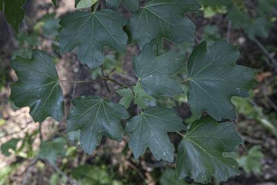 Acer campestre L. (hedge maple), leaves